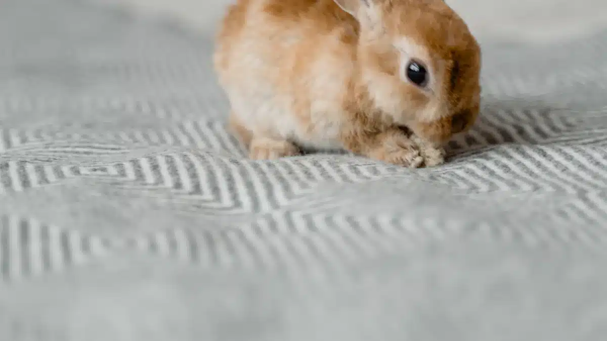 Comparing the Zodiac Rabbit with Other Zodiac Animals