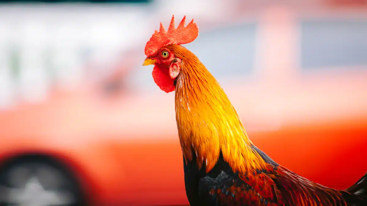 Significance of Rooster in Chinese Culture