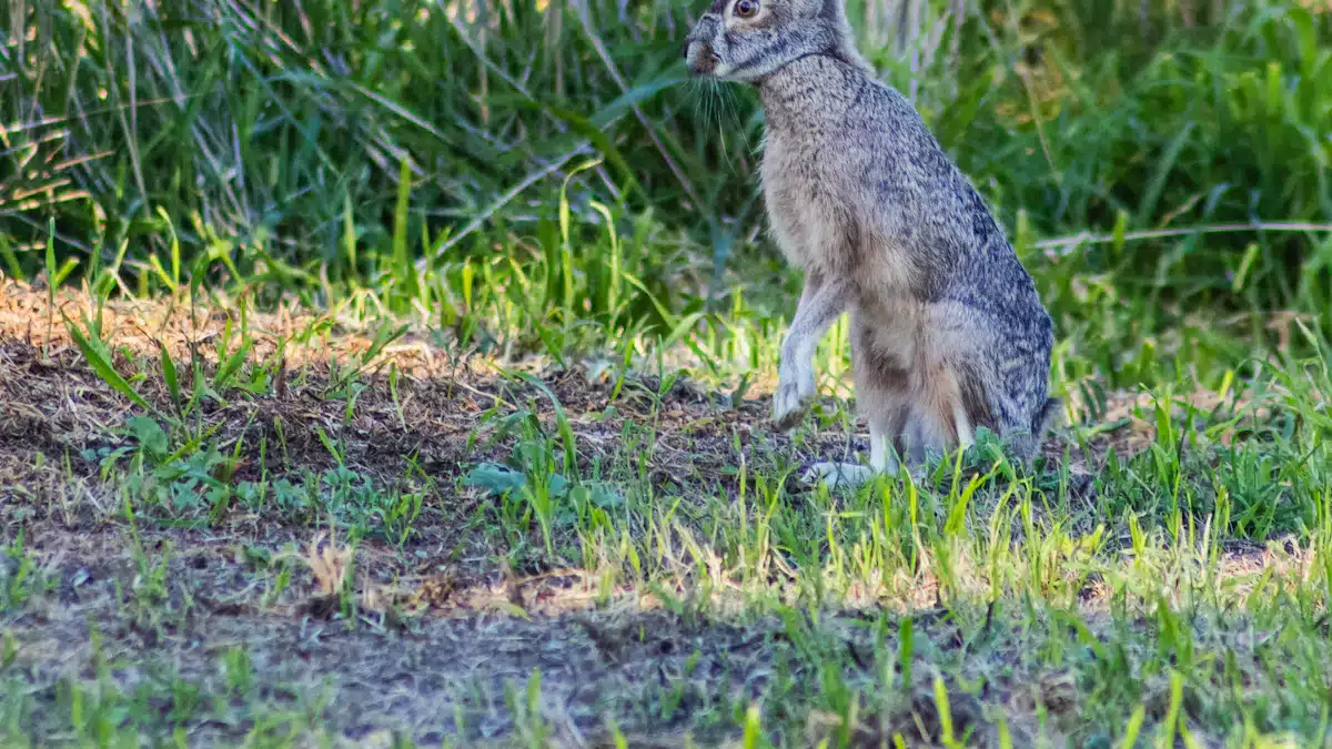 Exploring the Symbolism of the Zodiac Rabbit