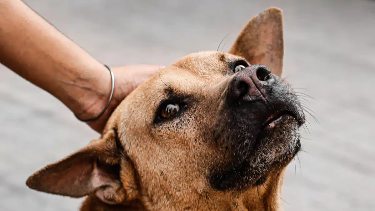 The Symbolism of the Zodiac Dog