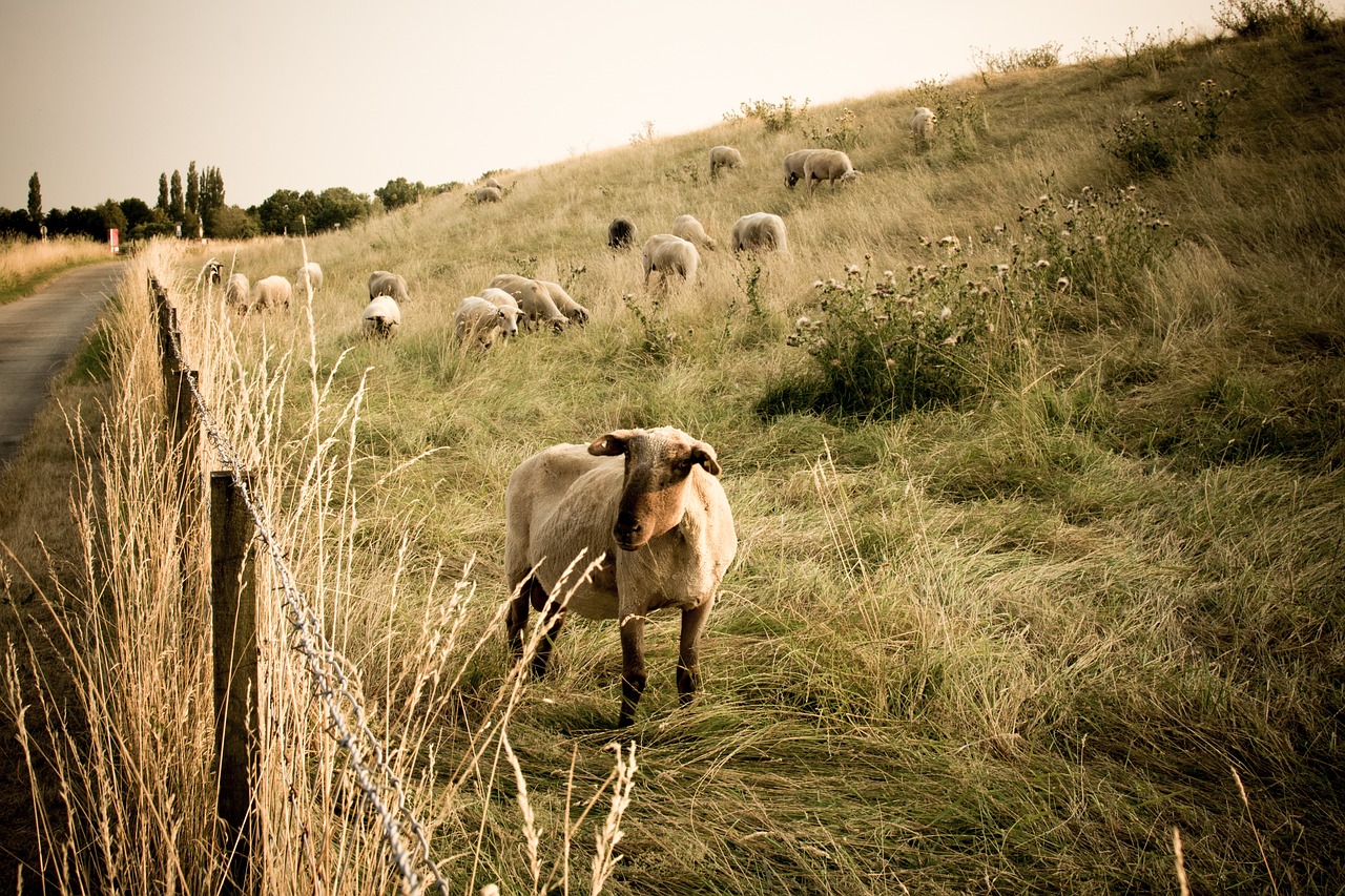 Strengths of Sheep and Snake Compatibility