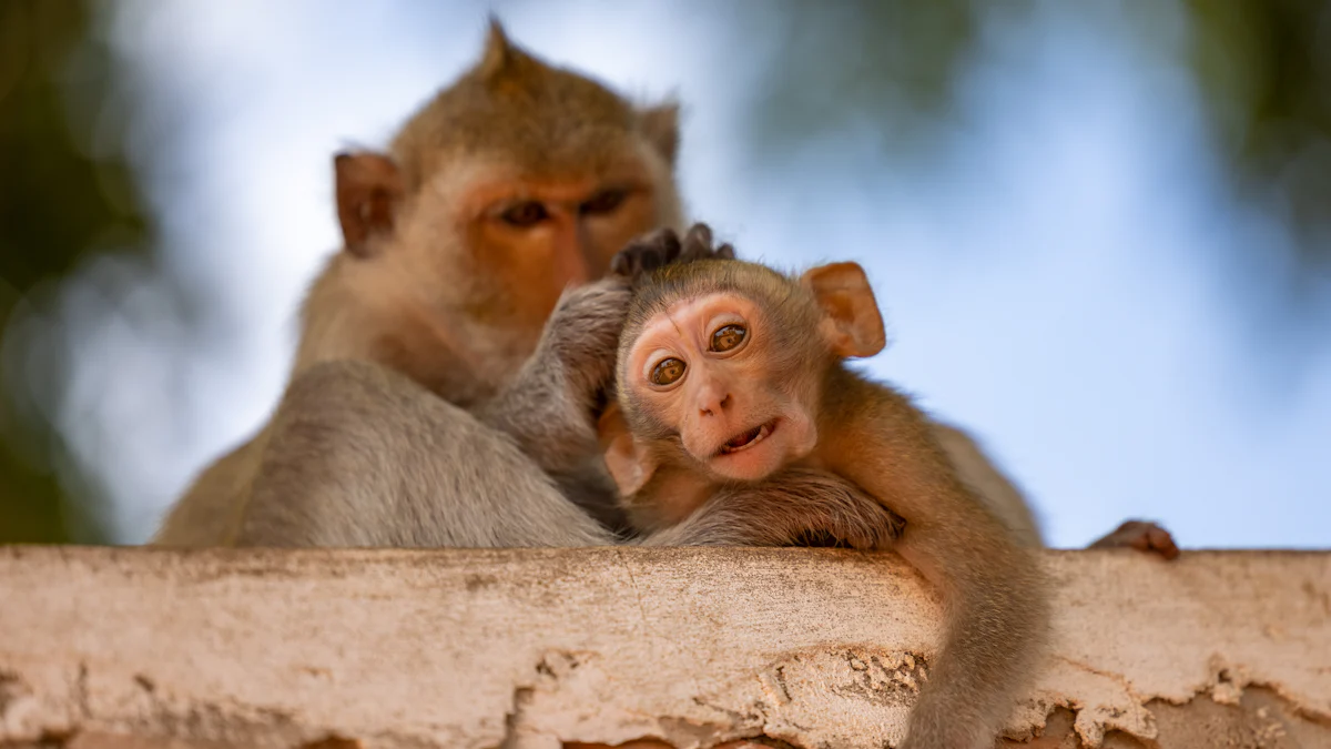 Why Monkey and Rat Make a Perfect Match in Love